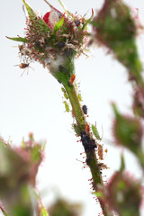 Colored aphids on the stems of a rose