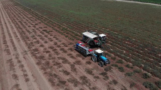 Aerial view of tractor harvesting tomatoes field. Agriculture,machinery,nature