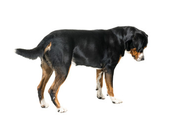 Greater Swiss Mountain Dog standing and looking away from the camera
