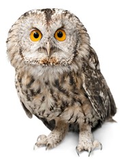 Eagle Owl