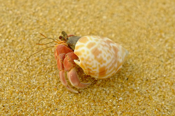 hermit crab on yellow sand Sri Lanka