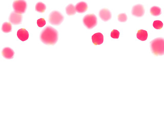 Pink rose petals falling vector valentine background.