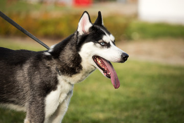 young husky dog