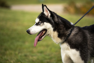 young husky dog