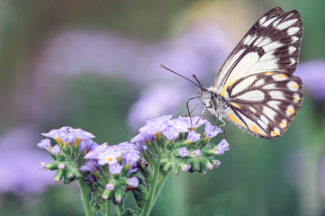 Fototapeta na wymiar Butterfly on purple flower
