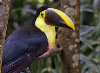 Yellow-throated toucan (Ramphastos ambiguus), portrait in the rain forest, Alajuela, Costa Rica