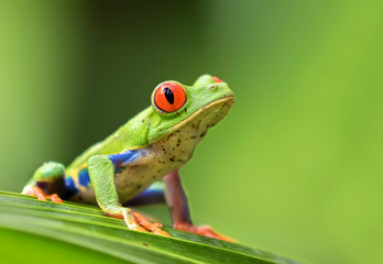 Red-eyed tree frog (Agalychnis callidryas) on a leaf, Alajuela, Costa Rica