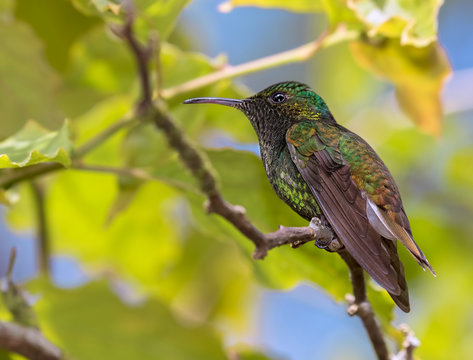 The bronze-tailed plumeleteer,  a large hummingbird of Costa Rica