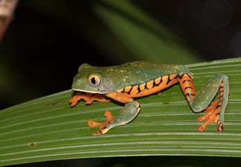 Super tiger-leg monkey tree frog (Phyllomedusa tomopterna), Alajuela, Costa Rica