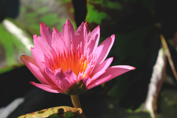 Pink lotus in the swamp.