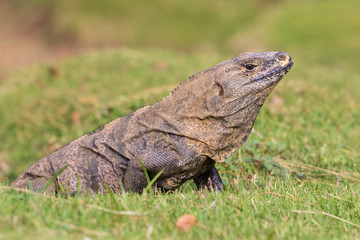 Black spiny-tailed iguana (Ctenosaura similis) portrait, Manuel Antonio National Park, Puntarenas, Costa Rica