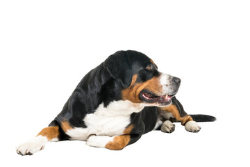 Greater Swiss Mountain Dog lying down sideways and looking away from the camera