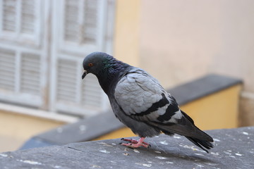 Grey pigeon on the roof
