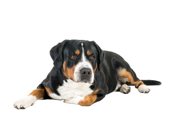 Obraz premium Greater Swiss Mountain Dog lying down sideways and looking next to the camera