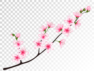 Chinese cherry branch with flowers illustration.