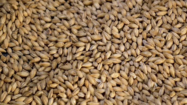 Spinning dried barley malt for beer brewing rotates from above