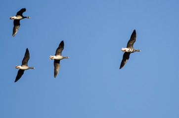 Flock of Greater White-Fronted Geese Flying in a Blue Sky