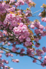 Spring Cherry Blossom