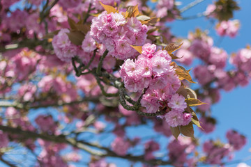 Spring Cherry Blossom