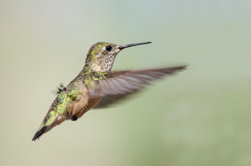 Broad-Tailed Hummingbird Hovering in Flight Deep in the Forest