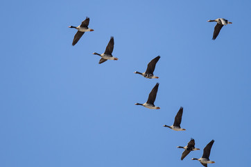 Flock of Greater White-Fronted Geese Flying in a Blue Sky