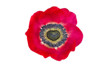 An&eacute;mona roja con forma de coraz&oacute;n