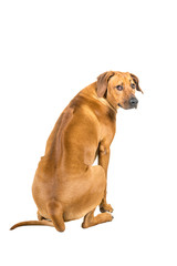 Portrait of a Rhodesian Ridgeback dog isolated on a white background sitting showing his back looking at the camera