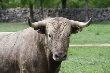 toro bravo