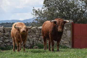 toro bravo
