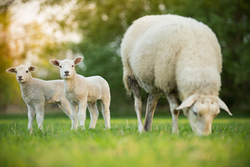 mignons petits agneaux avec des moutons sur un pré vert frais