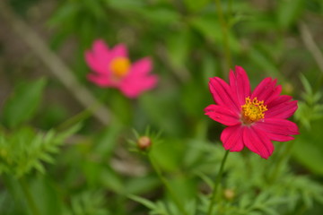 Obraz premium flor fucsia