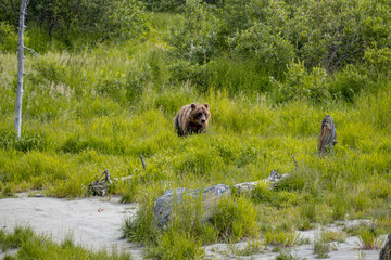 Grizzly (brown) bear in a field