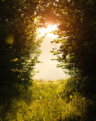 Forest clearing green meadow with green grass at sunset