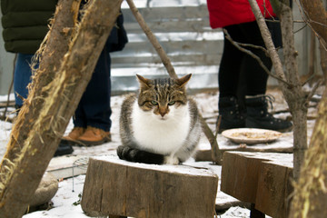 Homeless street angry cat sitting on a stump in winter with people in background - Powered by Adobe