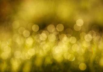 Fototapeta premium Blurred background of grass in meadow, bokeh at sunset light