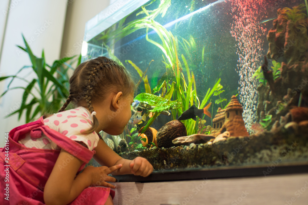 Wall mural girl child looks at the fish in the aquarium - Wall murals