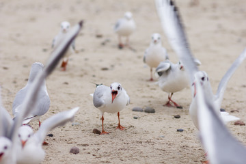 seagull on the beach