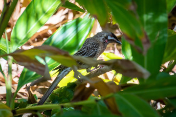 Bird in Western Australia with brown feathers and red throat