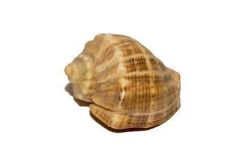 Large shell on white background. Isolated on white background.