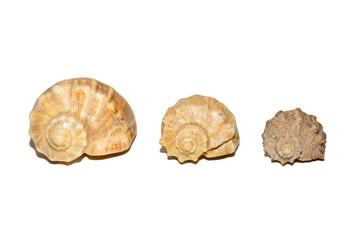 Three shells of different sizes. Isolated on white background.