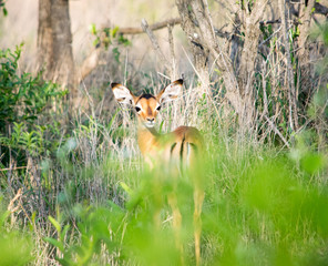 young impala in africa