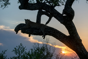 Naklejka na ściany i meble Leopard in Tree