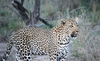 Fototapeta na wymiar Leopard 