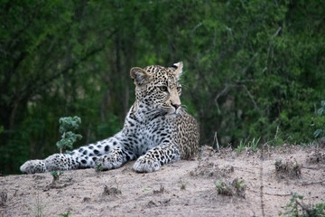 Young Female Leopard