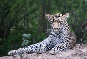Naklejka na ściany i meble Young Female Leopard