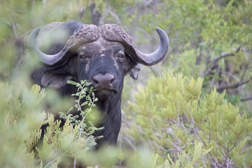 Cape Buffalo 