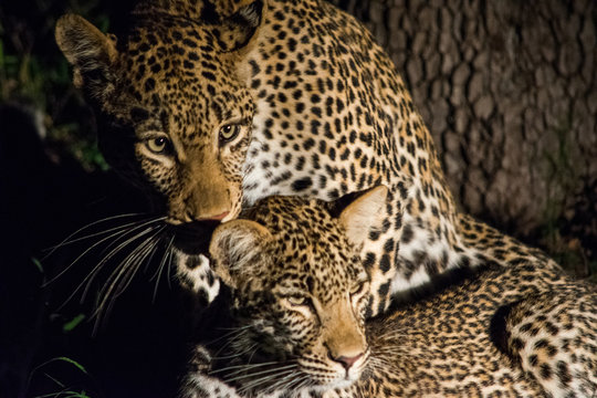 Two Leopards 
