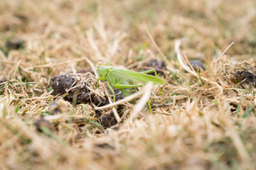 Large green grasshopper sitting in the dry grass at maiden Castle Dorchester