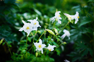 White columbine (Aquilegia) in a garden 