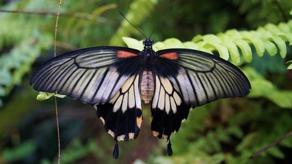 Black Butterfly